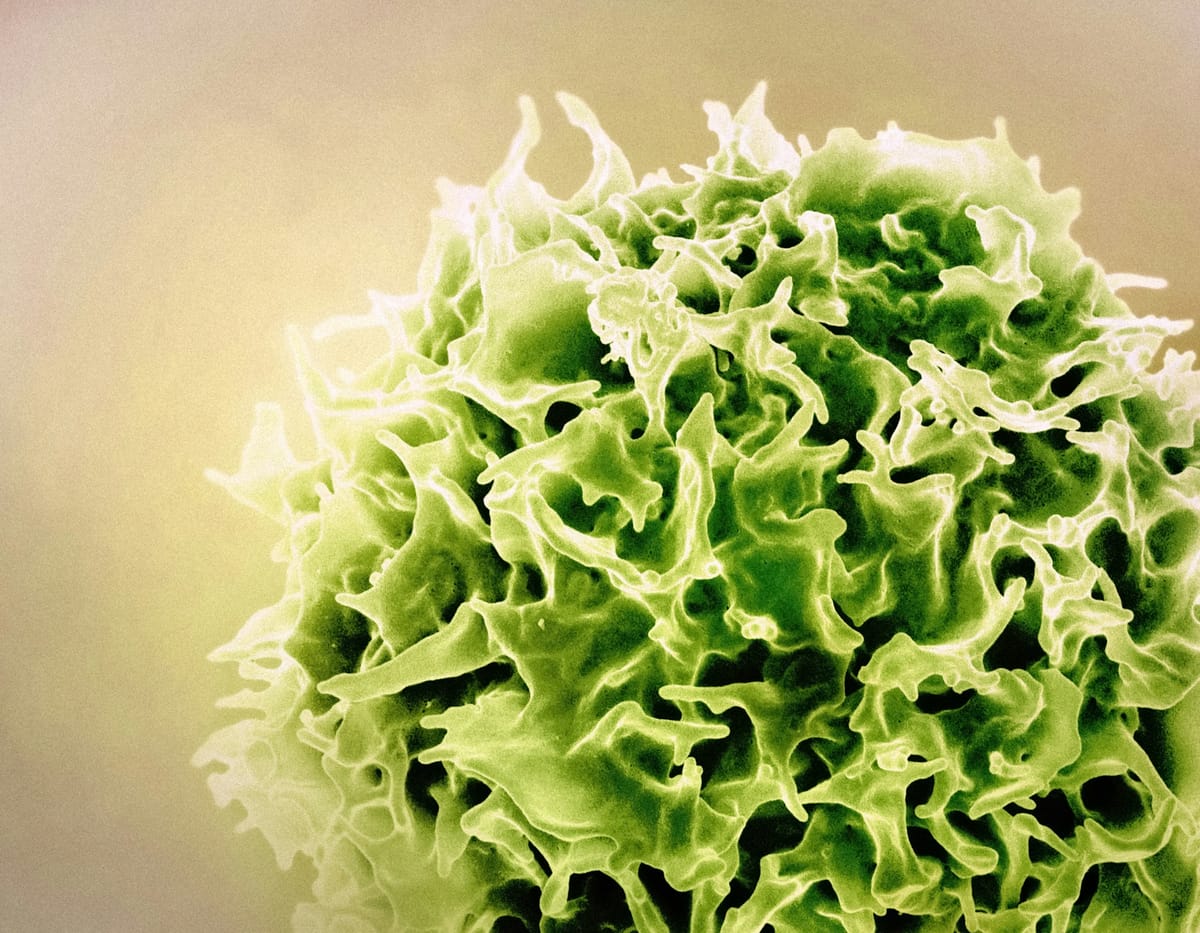 🍎 9 Everyday Foods That Naturally Boost Your Immunity